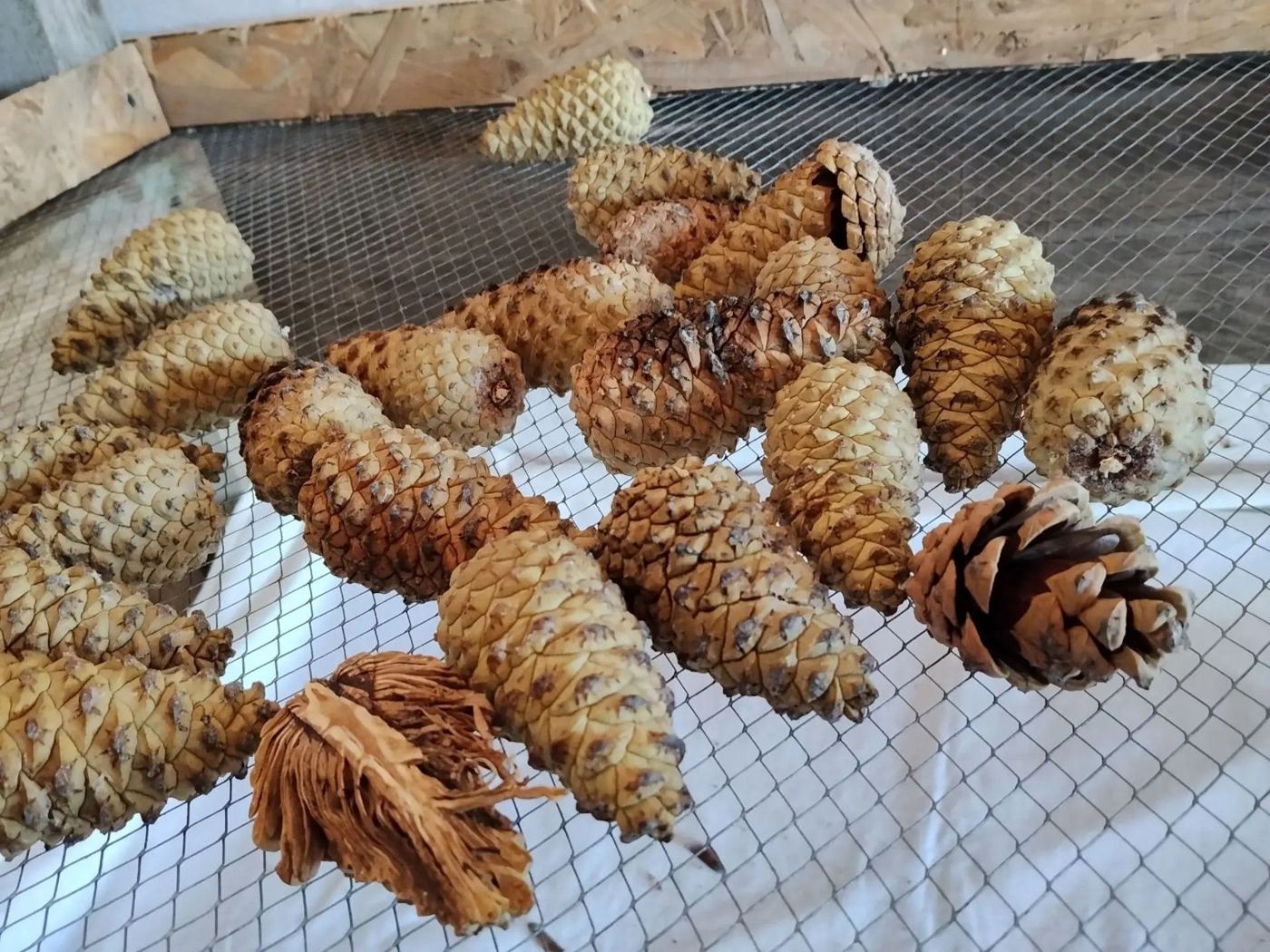 Шишки сосны сохнут на сетке над тканью